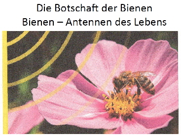 Sulzburg-Bienen